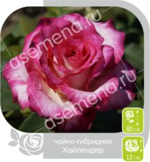 Хайлендер