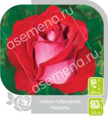 Николь