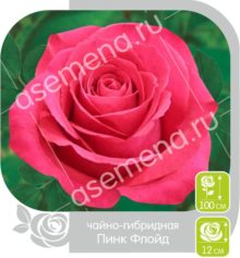 Пинк Флойд