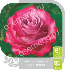 Дип Перпл
