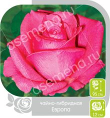 Европа