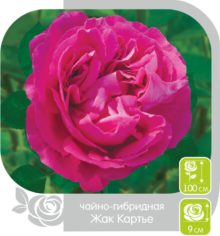 Жак Картье