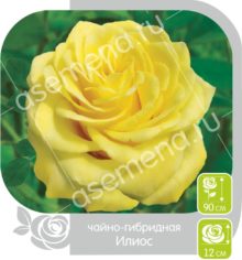Илиос