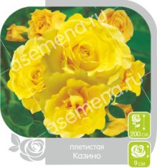 Казино