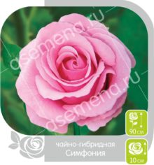 Симфония