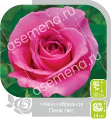 Пинк Пис