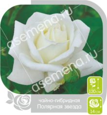 Полярная Звезда
