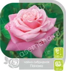 Панама