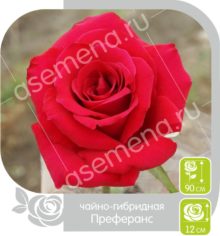 Преферанс