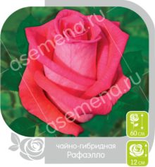 Рафаэлло