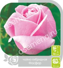 Фосфор