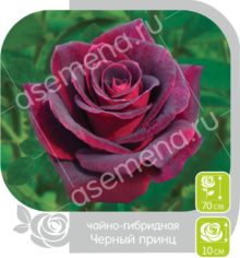 Черный Принц
