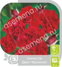 Джон Франклин