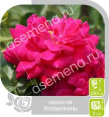 Фламентанц