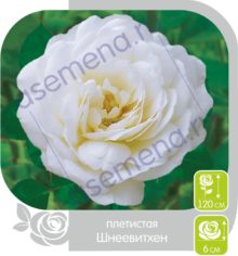 Шнеевитхен