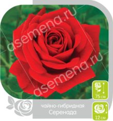 Серенада
