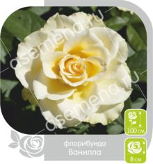 Ванилла
