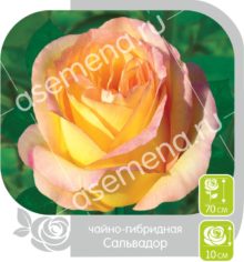 Сальвадор