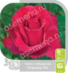 Форевер Янг