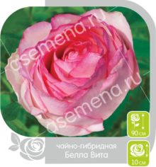 Белла Вита