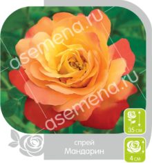 Мандарин