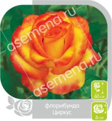 Циркус