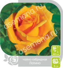 Латино