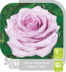 Океан Сонг