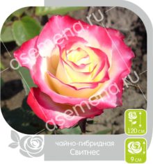 Свитнес