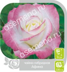 Афина