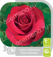 Роял Баккара