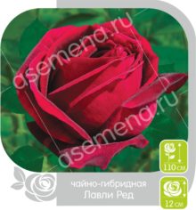 Лавли Ред