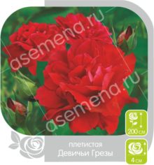 Девичьи Грёзы