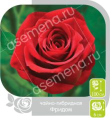 Фридом