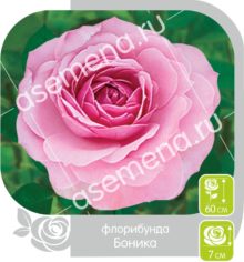 Боника