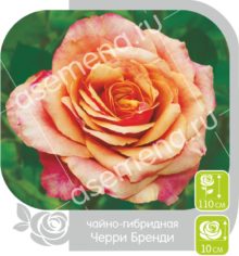 Черри Бренди